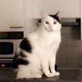 Picture of cat lost at Marseille