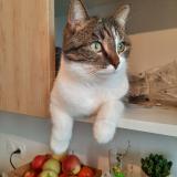 Picture of cat lost at Villejuif