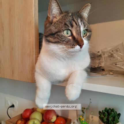 Photo 1/1 Mia Chat lost in Villejuif