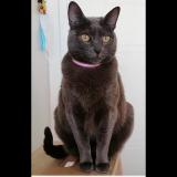 Picture of cat lost at Le Port Marly