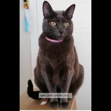 Photo 1/1 La Crotte ou Mi&uuml;do Chat lost in Le port marly