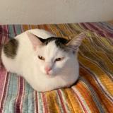Picture of cat lost at Vitry Sur Seine