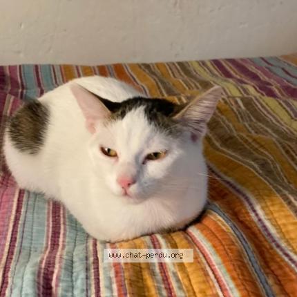 Photo 1/1 Molly Chat lost in Vitry sur seine