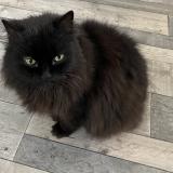 Picture of cat lost at Mougins