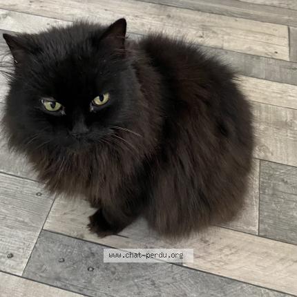 Photo 1/1 Booba Chat lost in Mougins