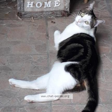 Photo 1/1 Gizmo Chat lost in Le mesnil le roi