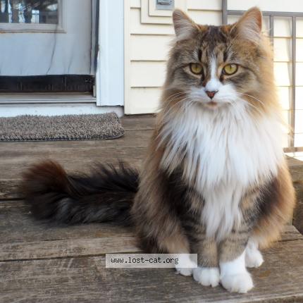 Photo 1/1 Jasmine Chat lost in Wisc rapids