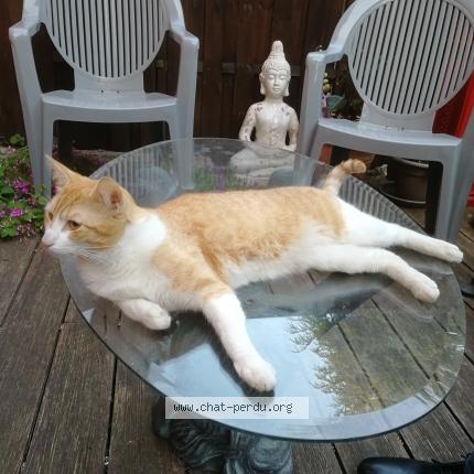 Photo 1/1 Floki Chat lost in Argenteuil