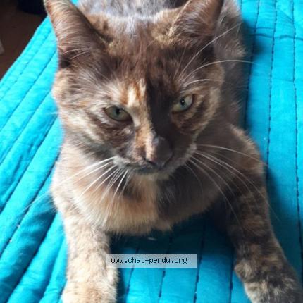 Photo 1/1 BISCOTTE Chat lost in Oberhausbergen