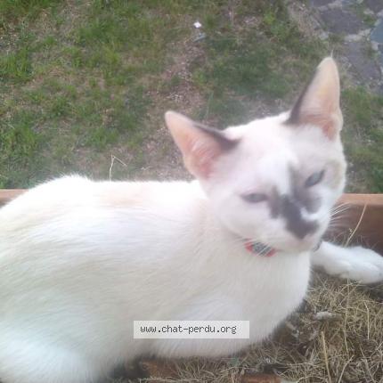 Photo 1/1 Noé Chat lost in Villemomble