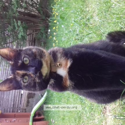 Photo 1/1 Pandora Chat lost in Saint laurent sous coiron