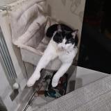 Picture of cat lost at Sevran