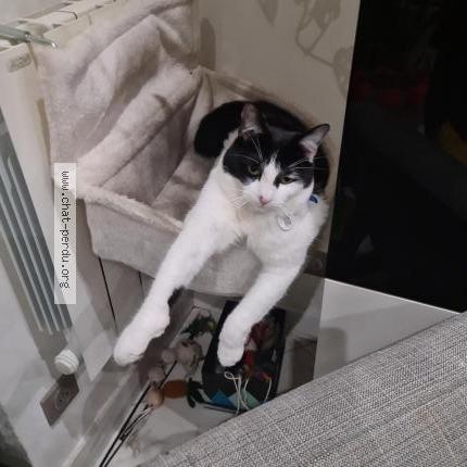 Photo 1/1 Steecky Chat lost in Sevran