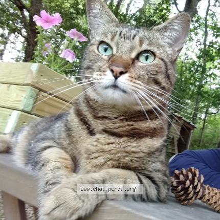 Photo 1/1 JEANNINE Chat lost in Sanilhac