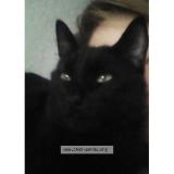 Picture of cat lost at Epinal