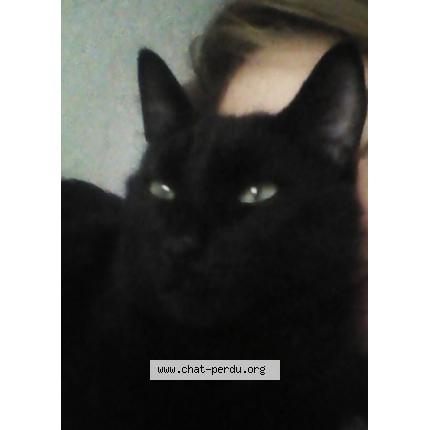 Photo 1/1 PEPSI Chat lost in Epinal