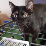 Picture of cat lost at Saint Andre De Sangonis