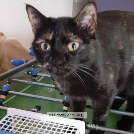 Photo 1/1 CALLIE Chat lost in Saint andre de sangonis