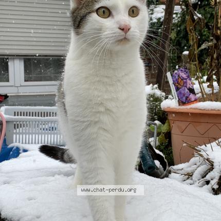 Photo 1/1 O'Malley Chat lost in Braine lalleud