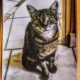 Picture of cat lost at Nantes