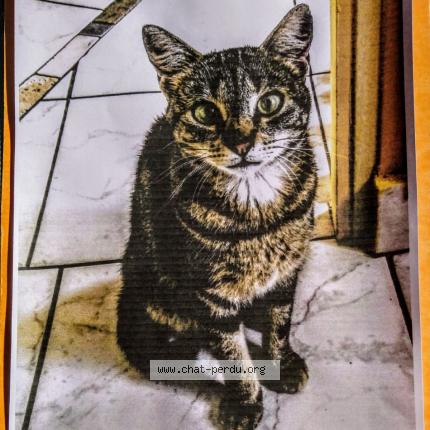 Photo 1/1 NAO Chat lost in Nantes