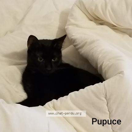 Photo 1/1 Corinne WOITIEZ Chat lost in Ozoir la ferriere