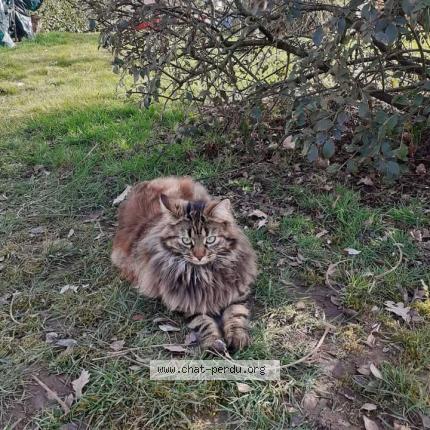 Photo 1/1 Rebelle Chat lost in Marmagne