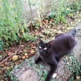 Picture of cat lost at Lully