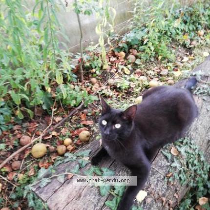 Photo 1/1 Gribouille Chat lost in Lully