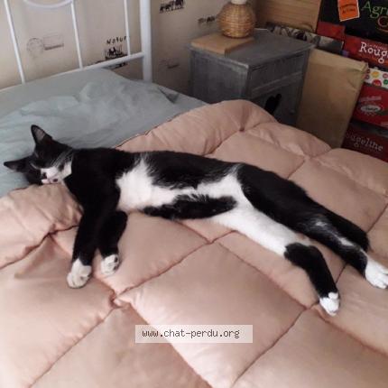 Photo 1/1 Metisse Chat lost in Les milles