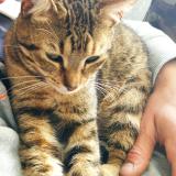 Picture of cat lost at Montmorillon