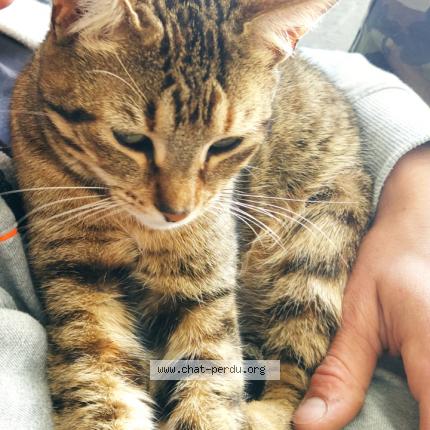 Photo 1/1 Lumo Chat lost in Montmorillon