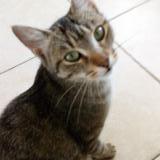 Picture of cat lost at Saint Laurent Des Vignes