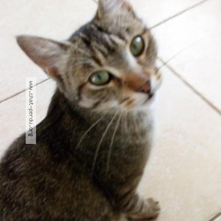 Photo 1/1 Penelope Chat lost in Saint laurent des vignes