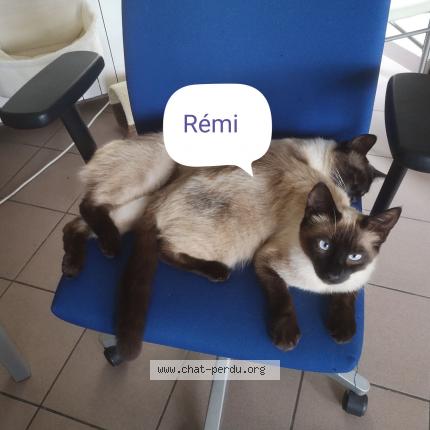 Photo 1/1 Rémi Chat lost in Andouille neuville