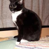 Picture of cat lost at La Fleche