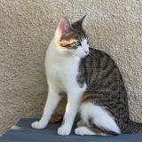 Picture of cat lost at Chevanceaux