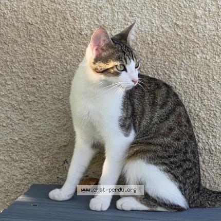 Photo 1/1 ABY Chat lost in Chevanceaux