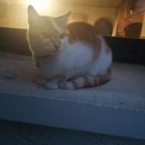 Picture of cat lost at Pont De L Arche