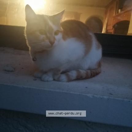 Photo 1/1 Coco Chat lost in Pont de l arche