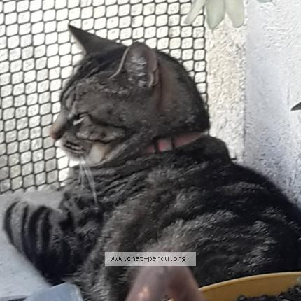 Photo 1/1 Mimine Chat lost in Marsillargues