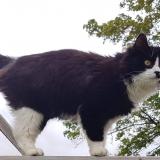 Picture of cat lost at Rhoteux Rimiere