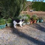 Picture of cat lost at Retiers