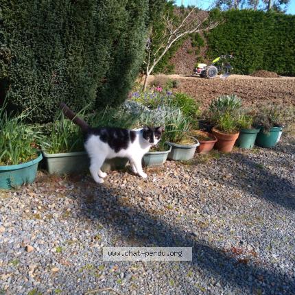 Photo 1/1 Praline Chat lost in Retiers