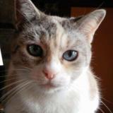 Picture of cat lost at Sept Freres