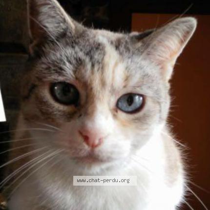 Photo 1/1 Pepsi Chat lost in Sept freres