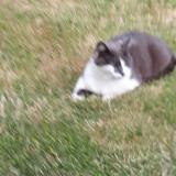 Picture of cat lost at Locmaria Plouzane