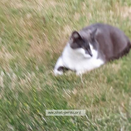 Photo 1/1 souris Chat lost in Locmaria plouzane