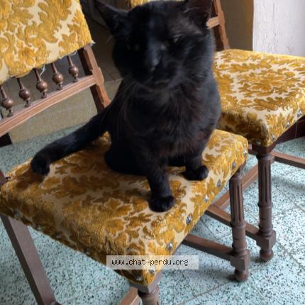 Photo 1/1 Mikou Chat lost in Villebourg