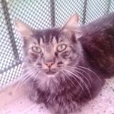 Picture of cat lost at Marseille